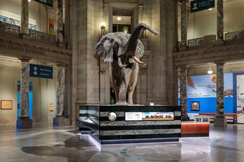 elephant at National Museum of Natural History