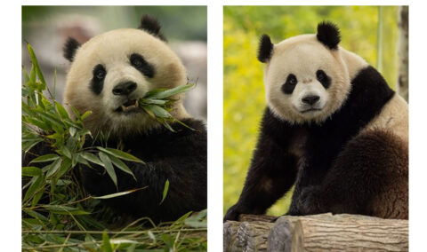 Qing Bao, left, and Bao Li , right