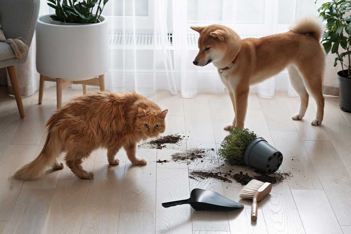 dog and cat standing by knocked over plant