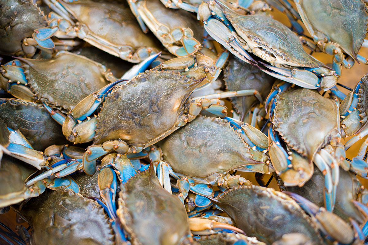 Maryland Blue Crabs