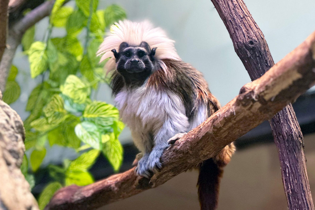 Cotton-top tamarin