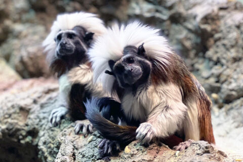 Two cotton-top tamarins