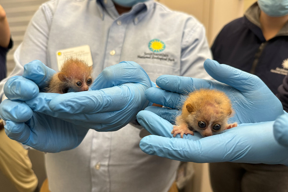 National Zoo keepers hold two pygmy slow loris babies