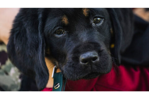 Barney the Commanders team dog