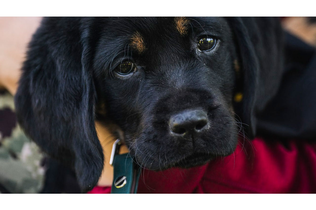 Barney the Commanders team dog