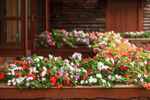 flower bed of impatiens