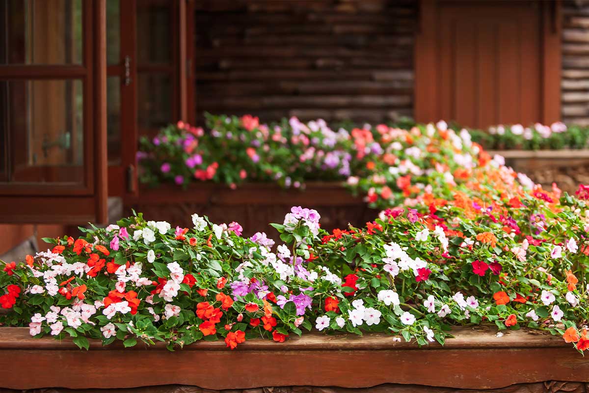 flower bed of impatiens