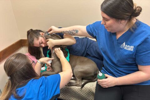 Stormy gets blood drawn at North American Veterinary Blood Bank