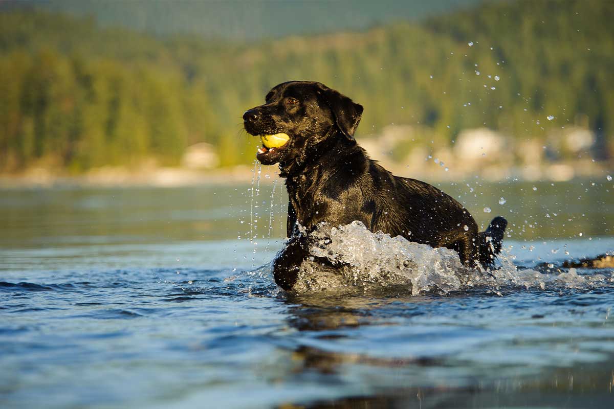 black lab in water with tennis ball
