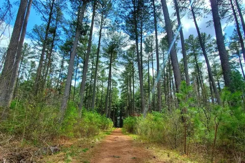 trail at Conway Robinson State Forest