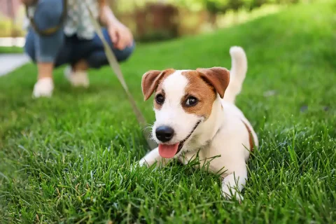 dog on leash