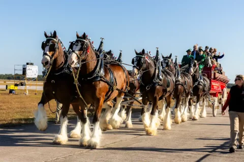 budweiser clydesdales