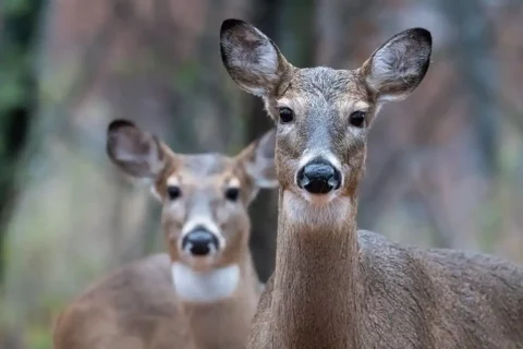 deer