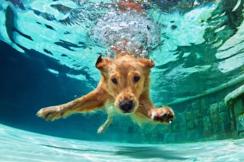 dog swimming underwater