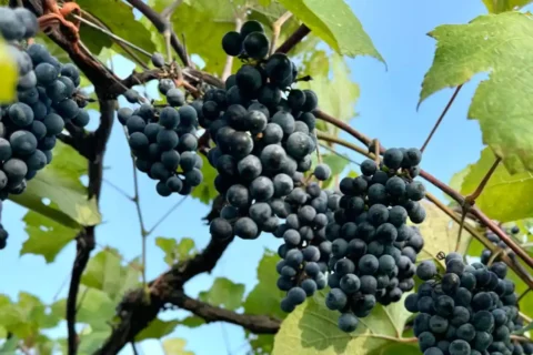 norton grapes on vine