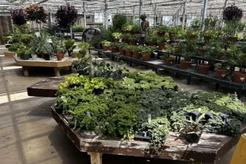 plants at Blue Mount Nursery