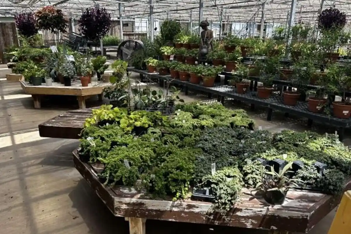 plants at Blue Mount Nursery