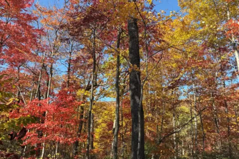 Channels State Forest in Southwest Virginia (Courtesy Virginia Department of Forestry)