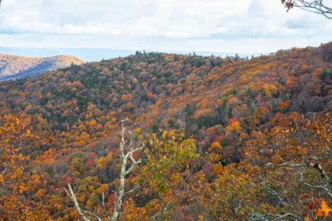 Fall foliage in Virginia's Rockingham County