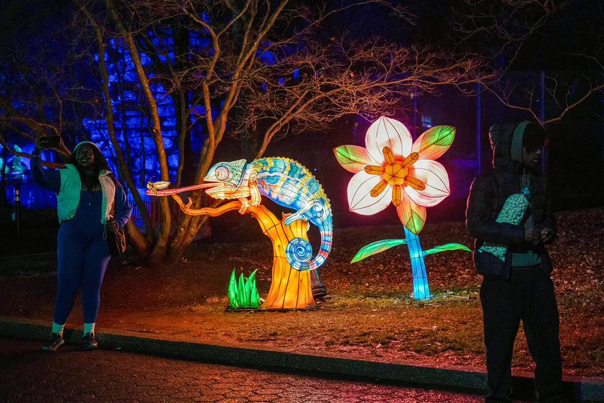 ZooLights Chameleons