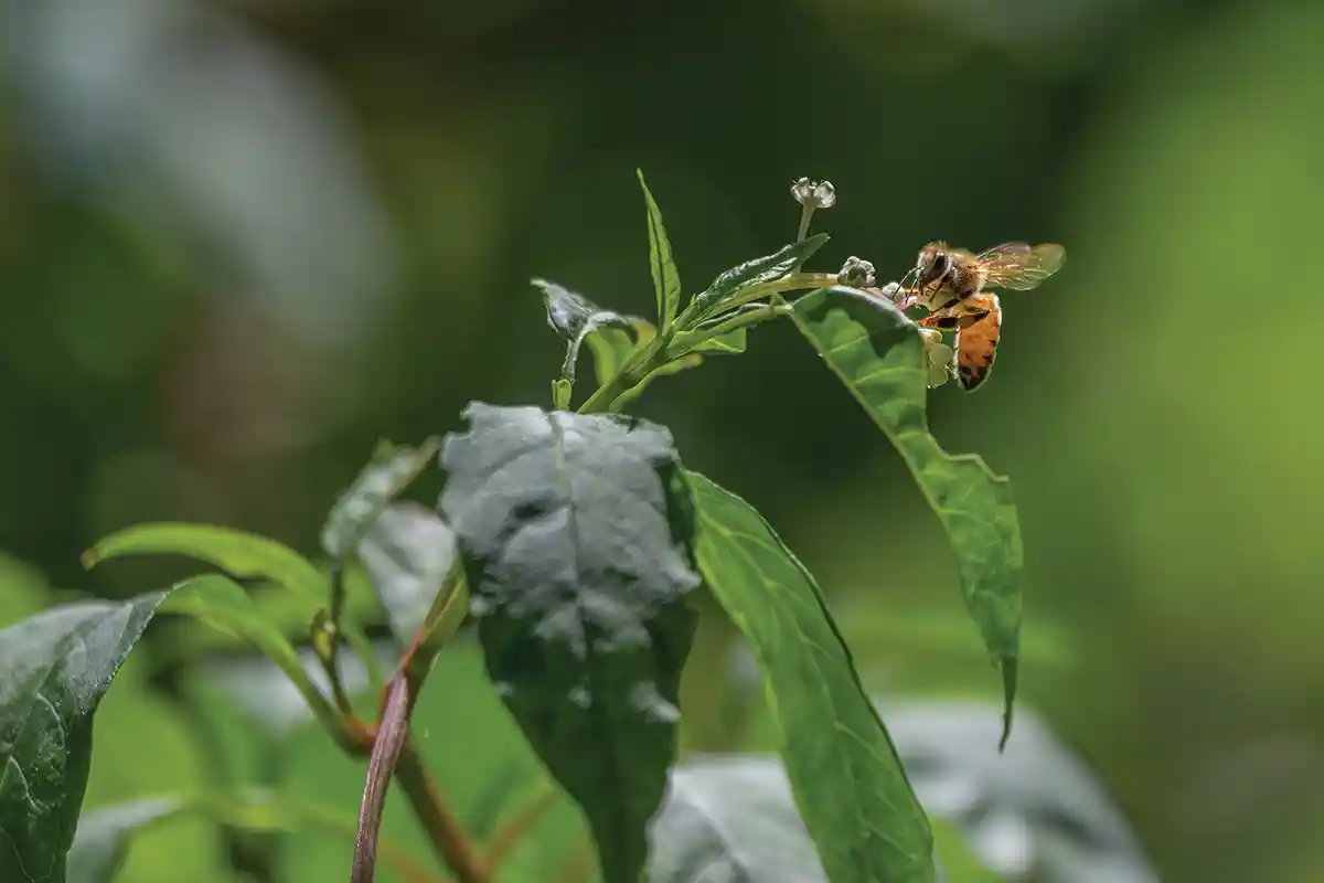 Pollinators like bees are crucial to ntive plants.