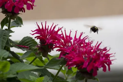 Bee hovers over flowers at Amazon's Met Park