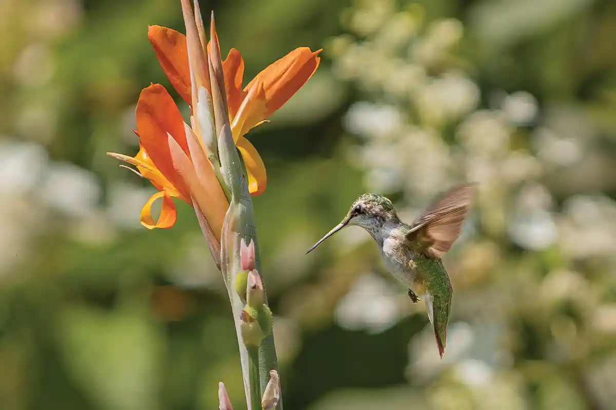 hummingbird flying near orange lily