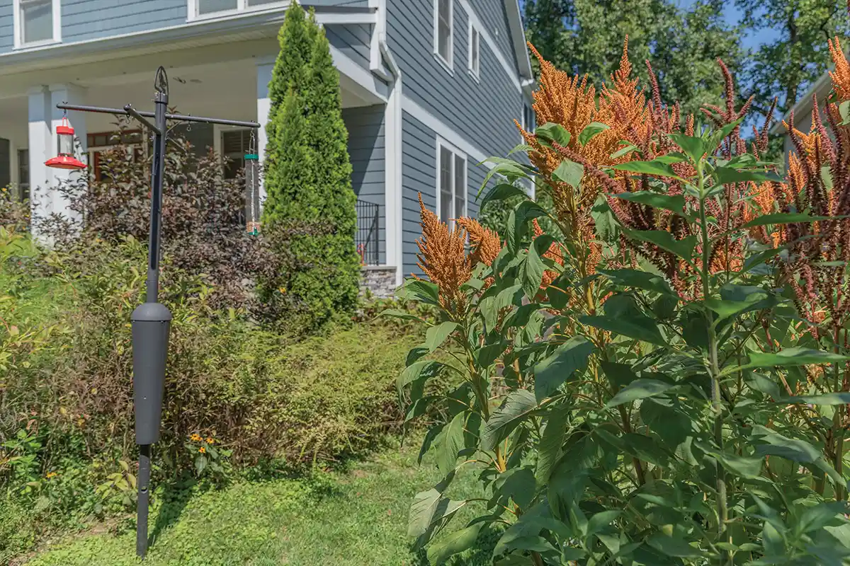 Kate Carey's garden of native plants at her Falls Church home.