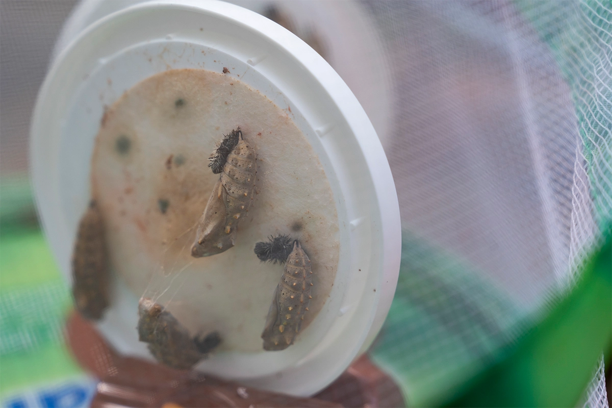 cocoons