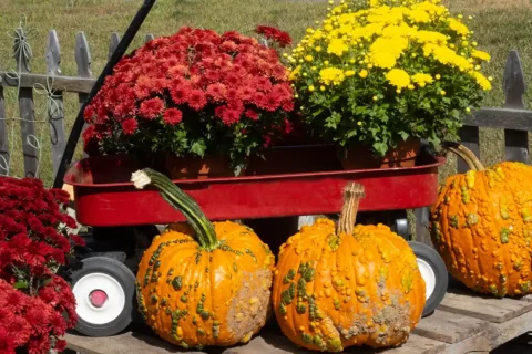 Mums in a red wagon with pumpkins in front of it