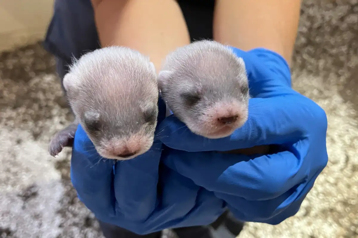 black-footed ferret kits