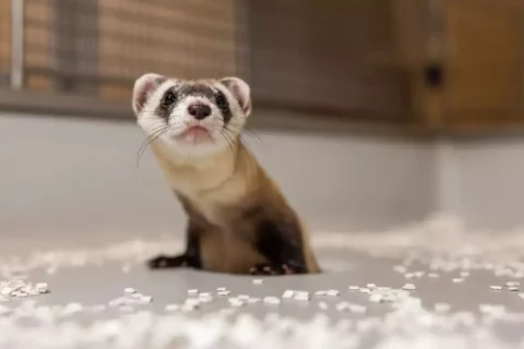 Antonia the ferret