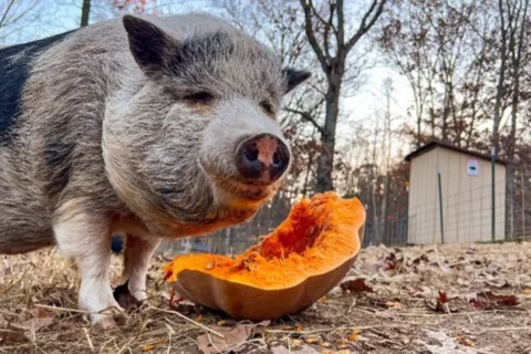 Pig eating pumpkin