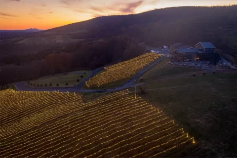 lighting of the vines at bluemont vineyard