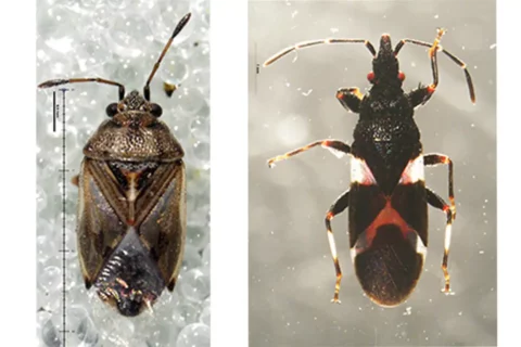 Two insects