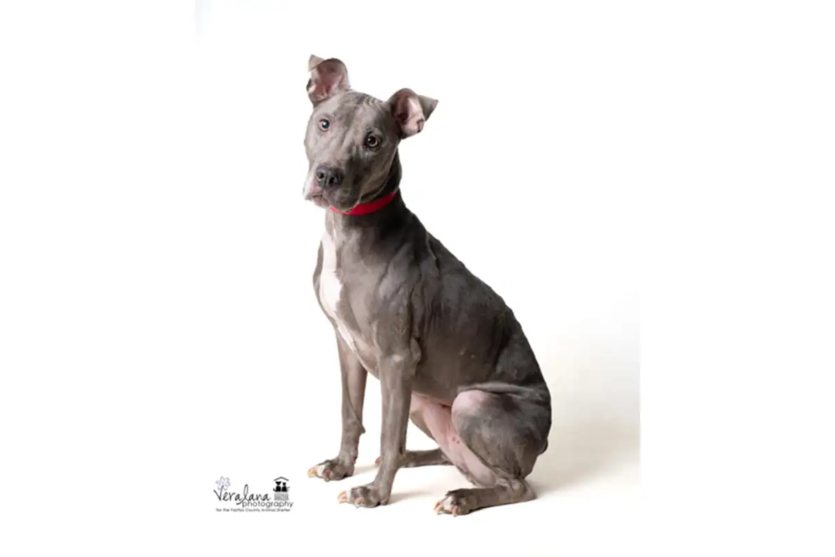 Diamond Sterling the dog