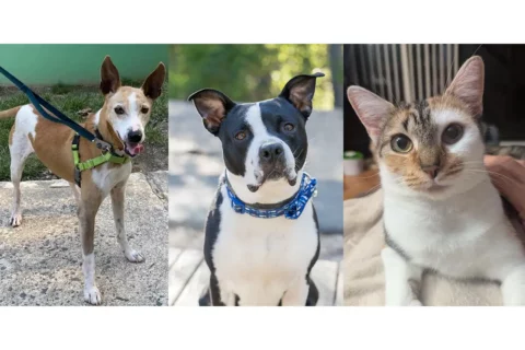 Three adoptable pets