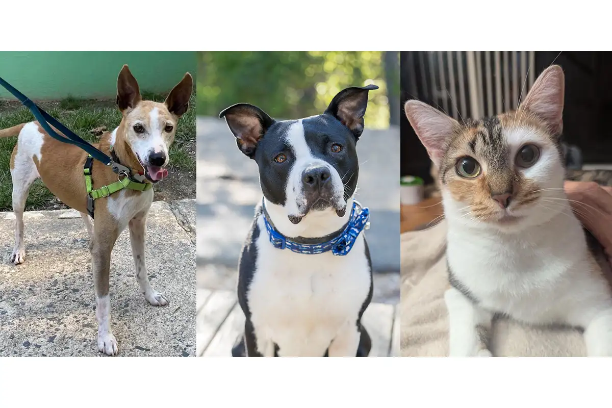 Three adoptable pets