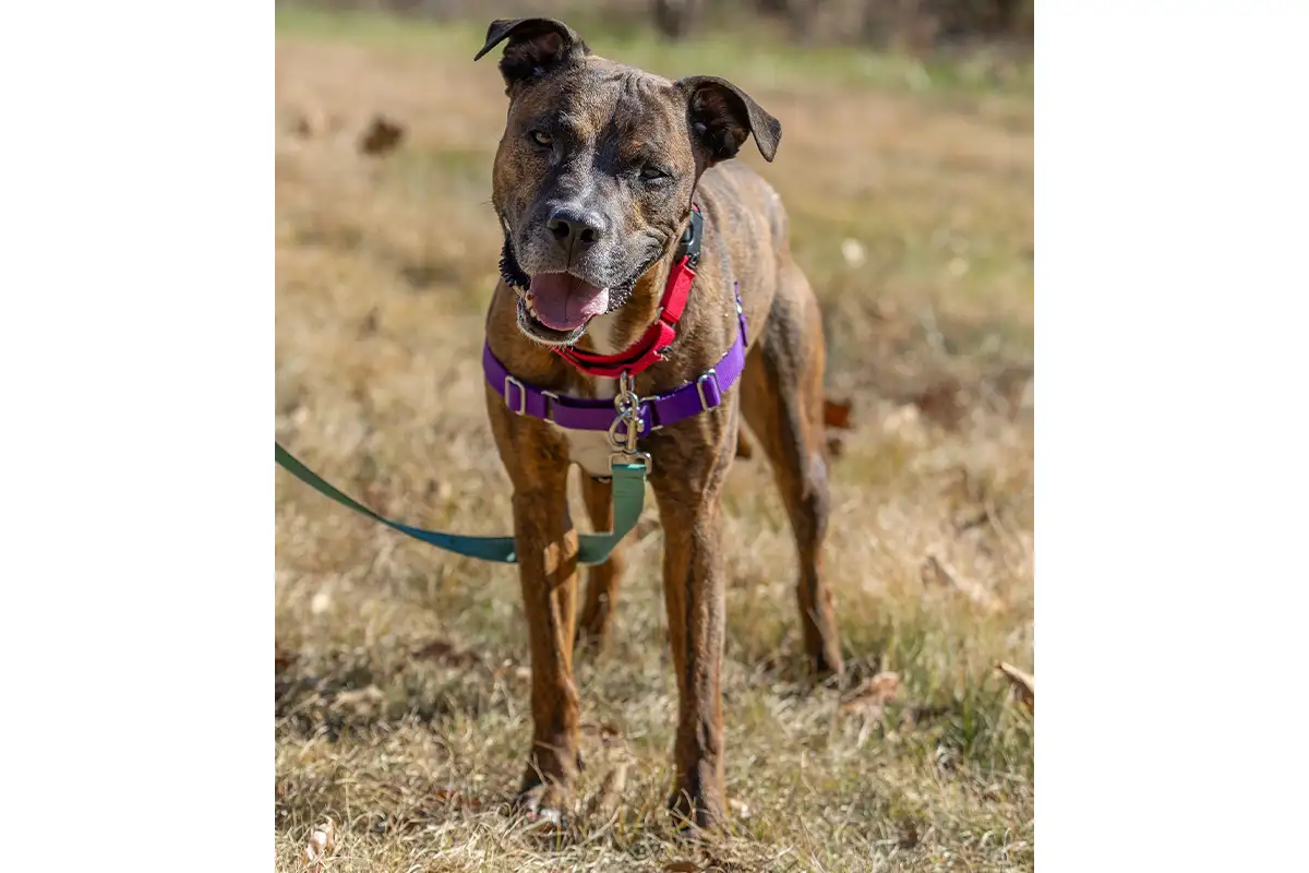 Scooby the adoptable dog