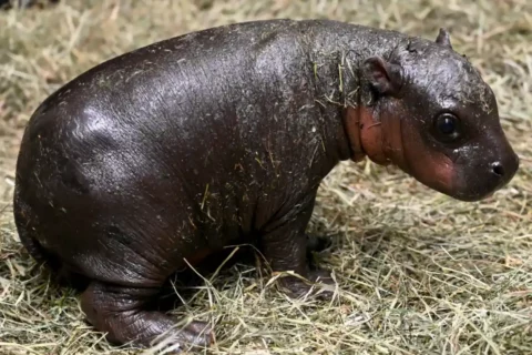 pygmy hippo calf