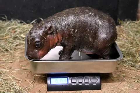 pygmy hippo on scale