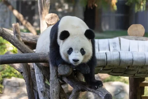 bao li hanging on tree play area
