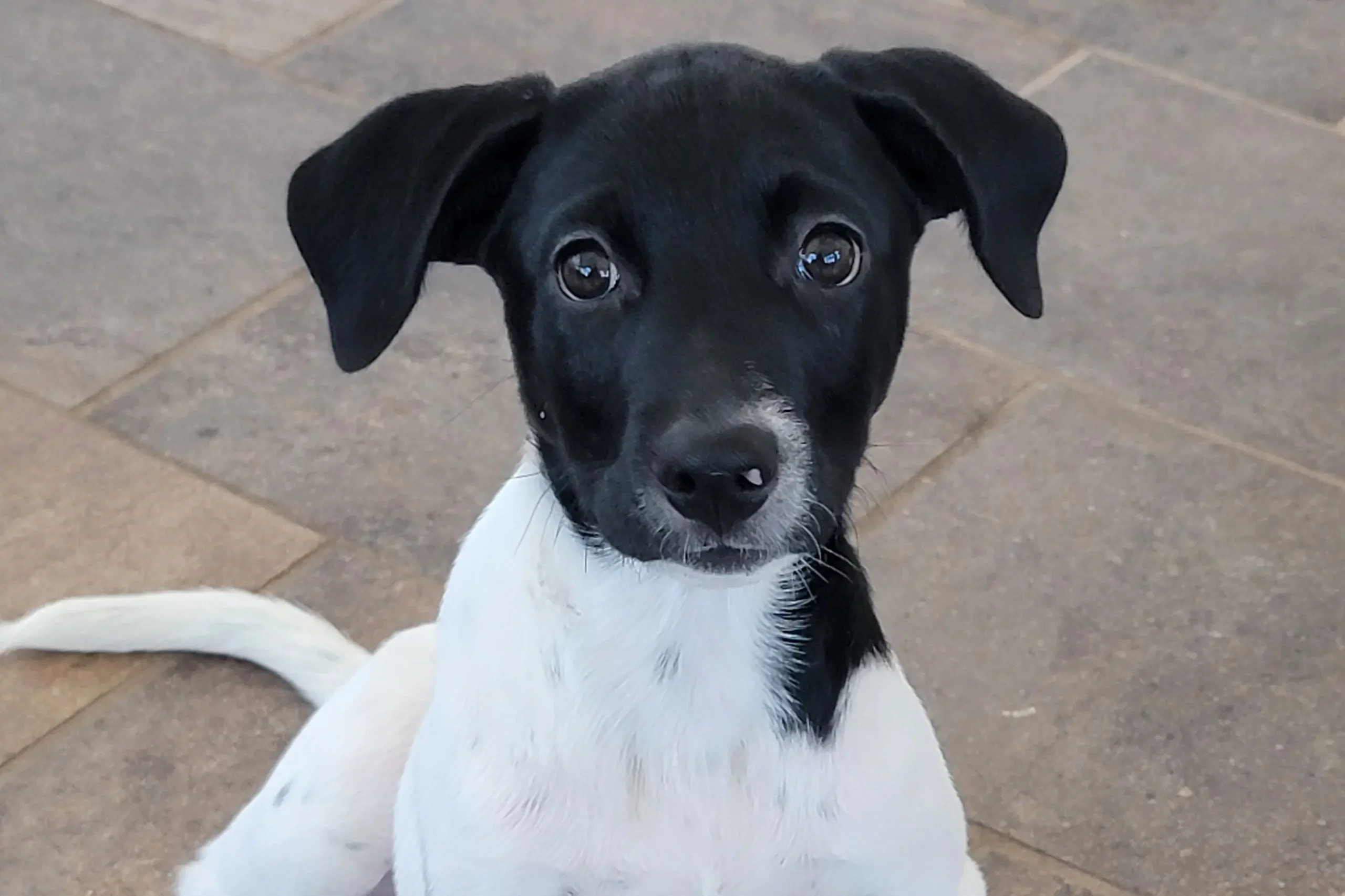 Puppy with black head and white body