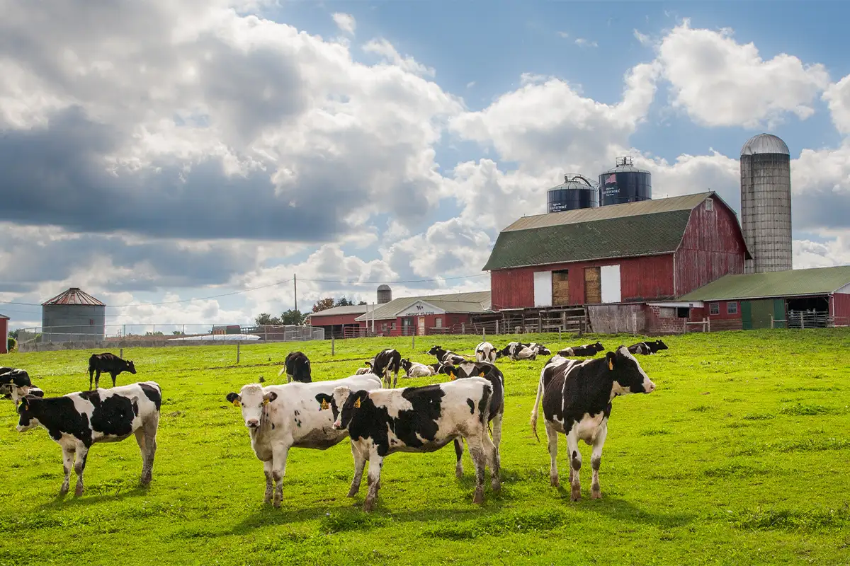Cows on farm