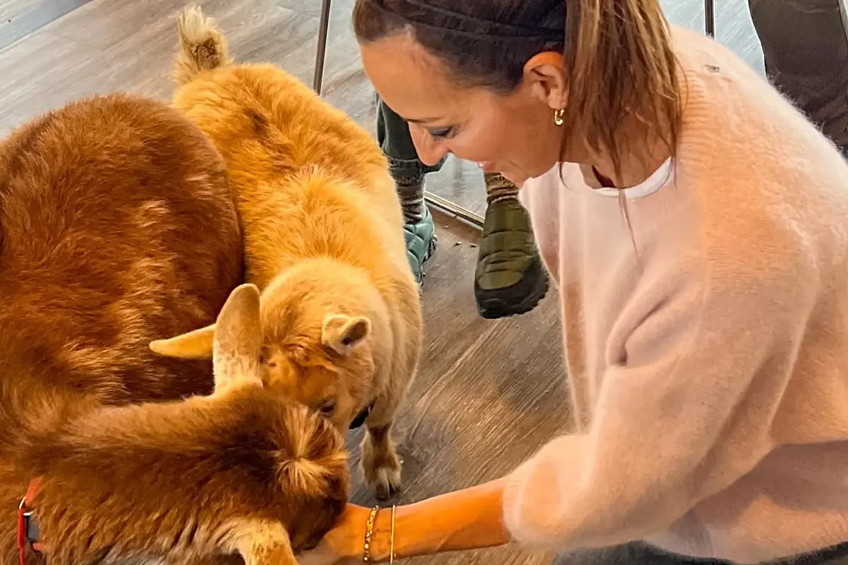 woman feeds two goats during goat bingo