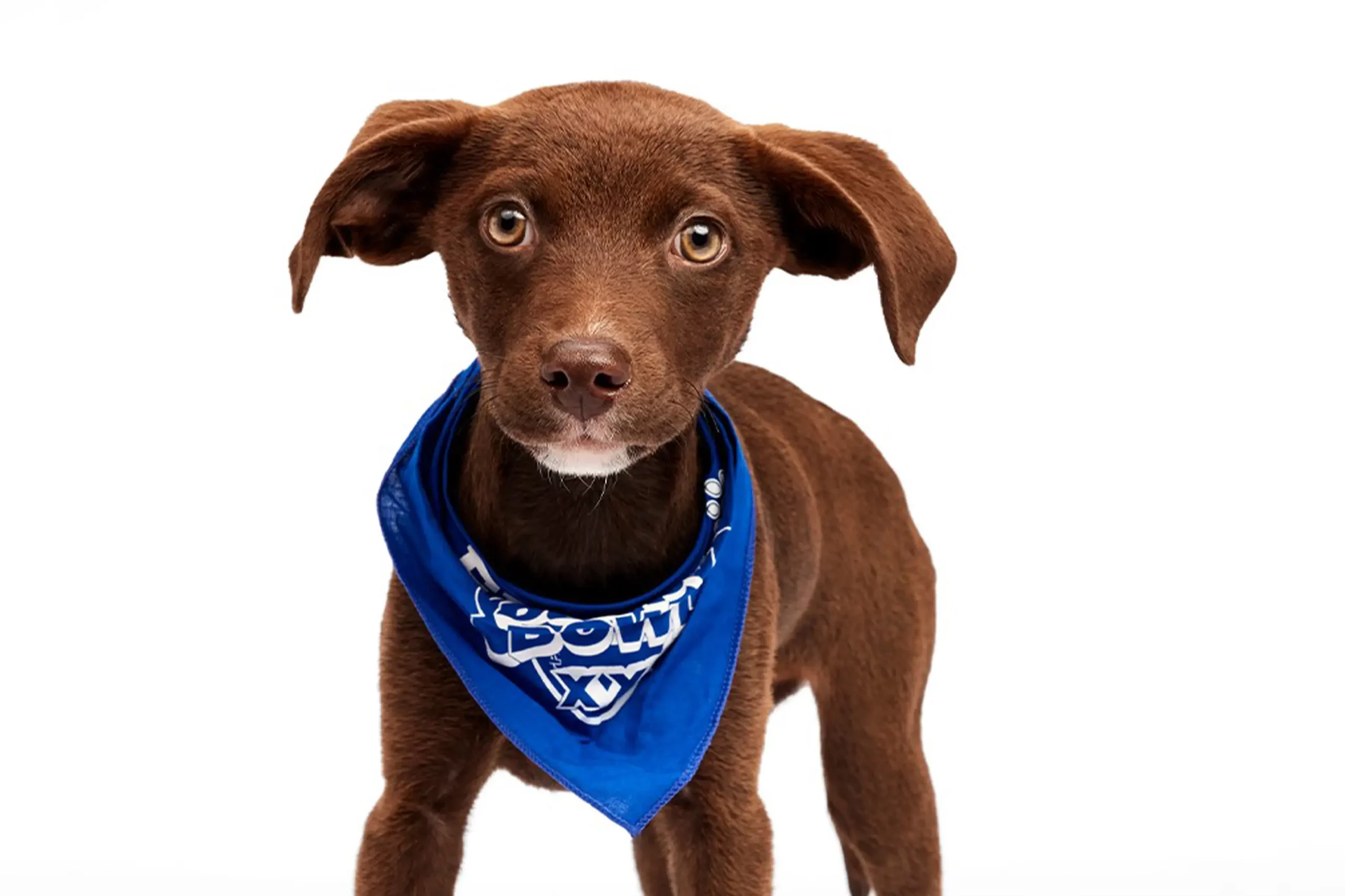 Brown puppy in blue scarf