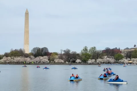 Paddle boats on the Tidal Basin during Cherry Blossom festival, the site of this year's 1st Annual Stumpy's Petals & Paddles Race