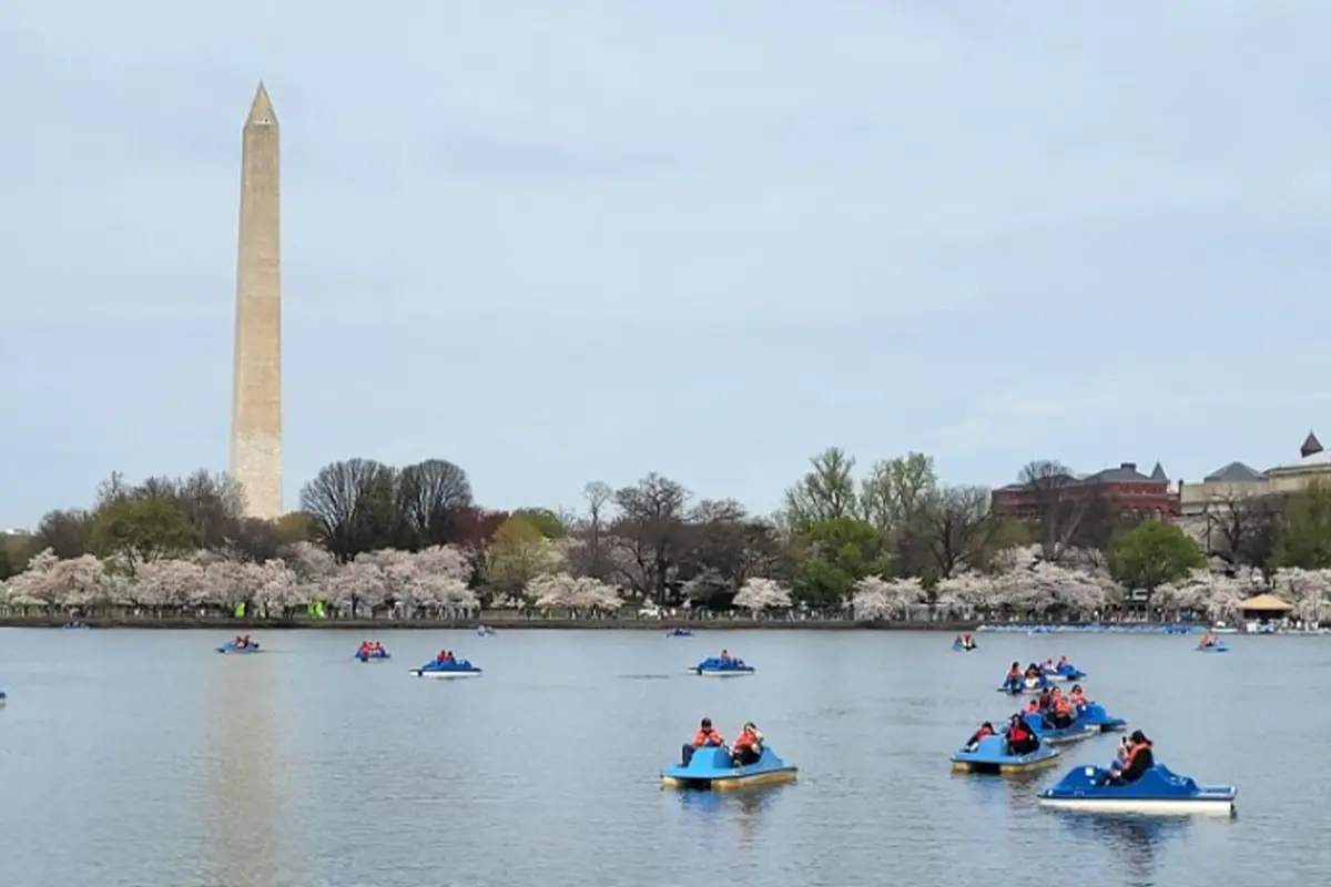 Paddle boats on the Tidal Basin during Cherry Blossom festival, the site of this year's 1st Annual Stumpy's Petals & Paddles Race