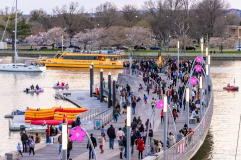 The Wharf's cherry blossom event this weekend