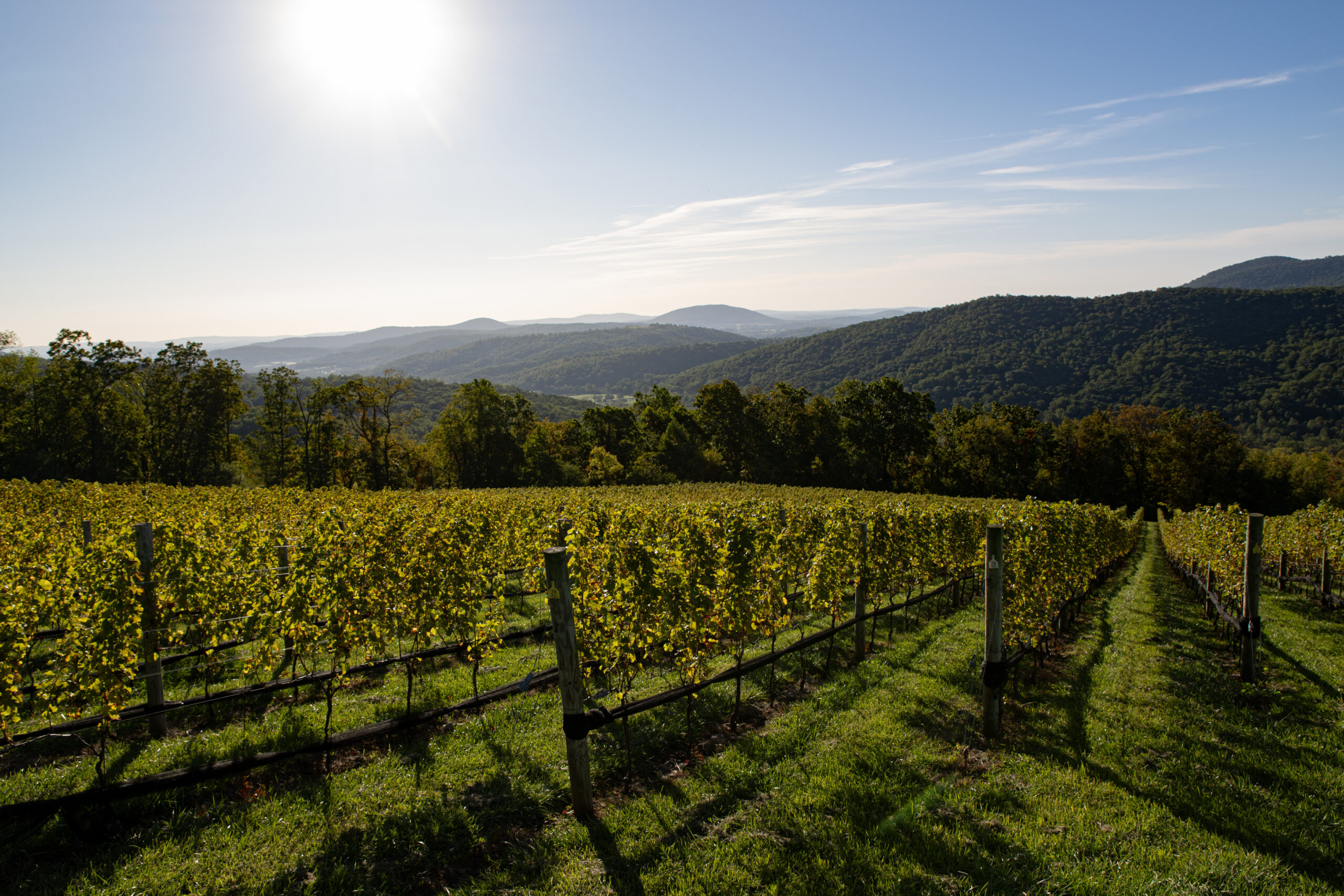 virginia wine vineyards